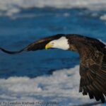 Bald Eagle and Pelican Viewing / Photography Bald Eagle and Pelican Viewing / Photography
