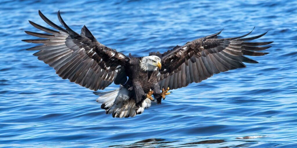 Bald Eagle and Pelican Viewing / Photography