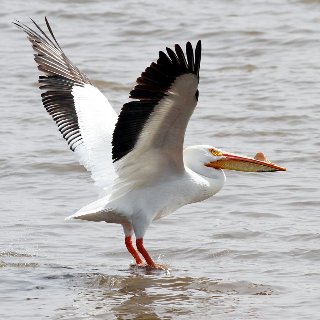 Pelicans of LeClaire