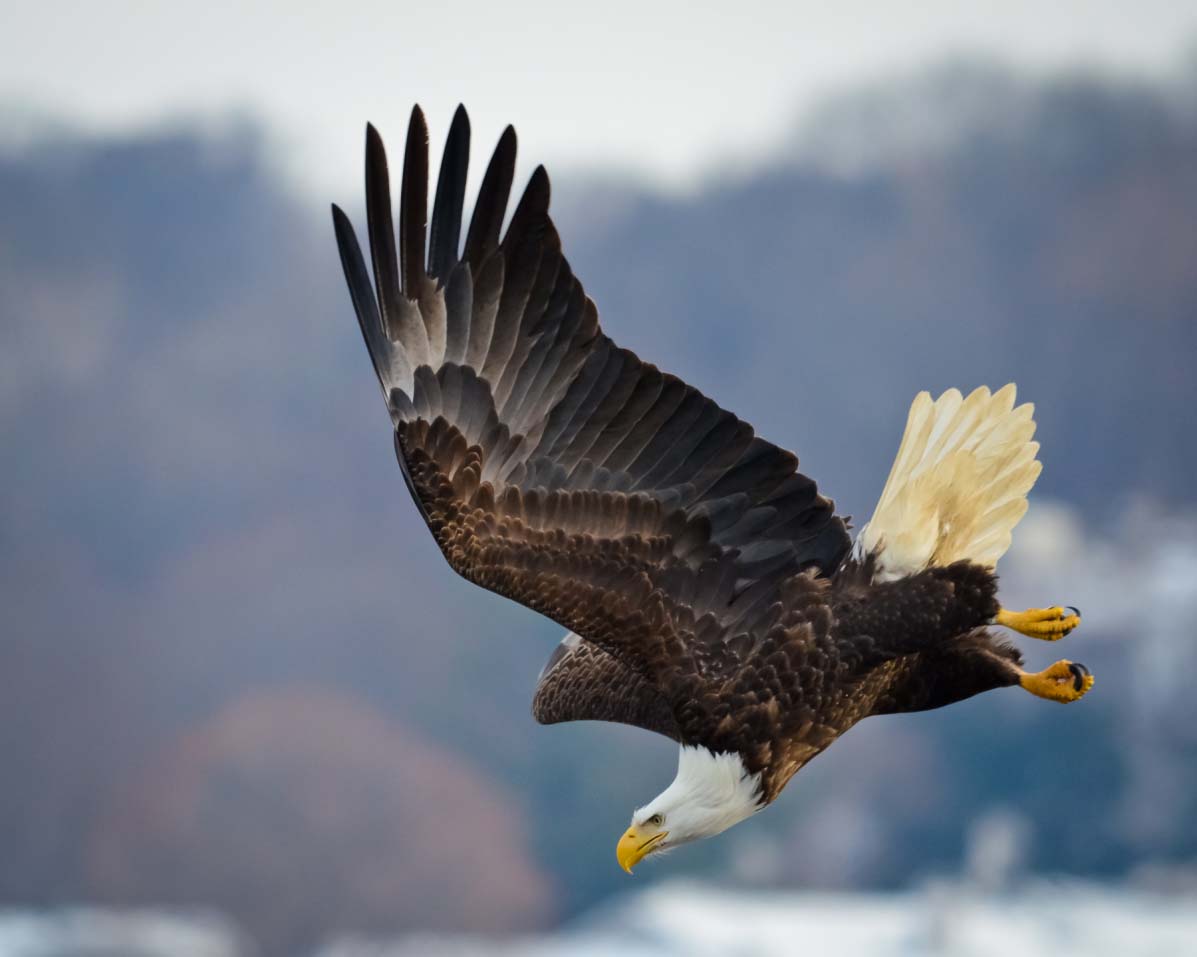 Bald eagle soaring over the Mississippi River.