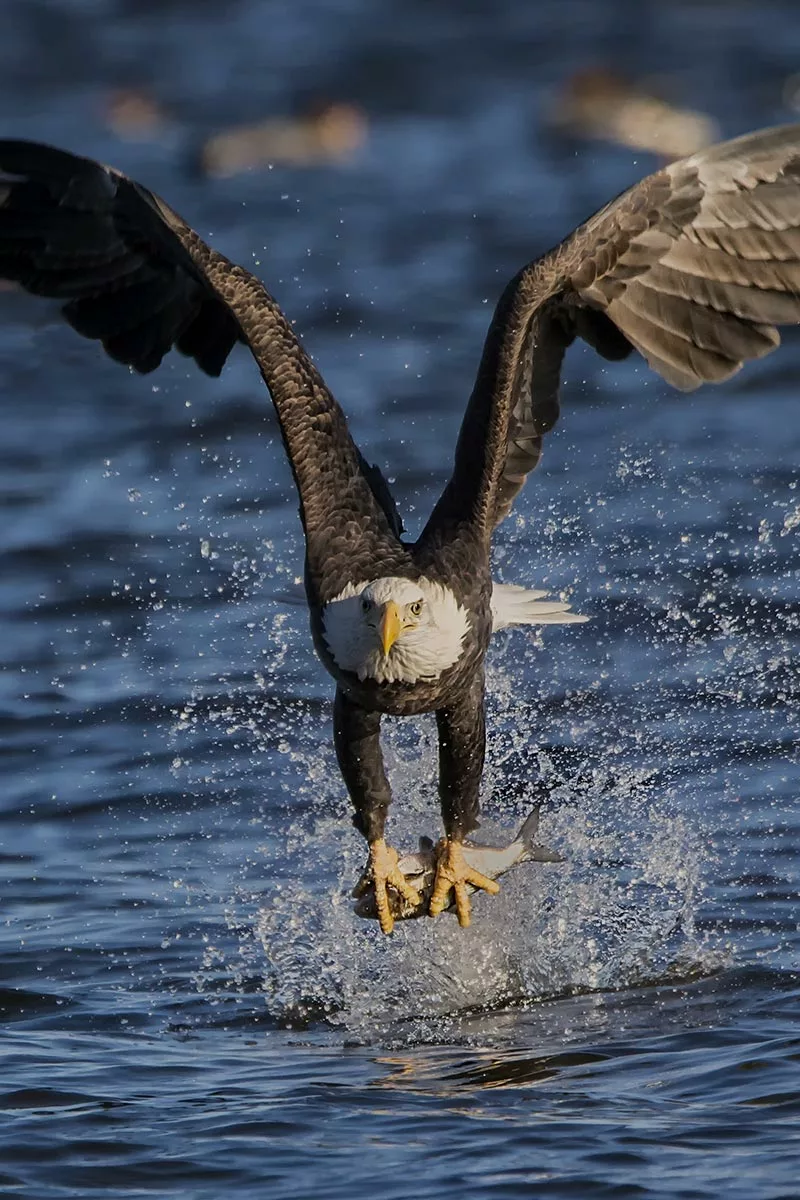 bald eagle skimming the water