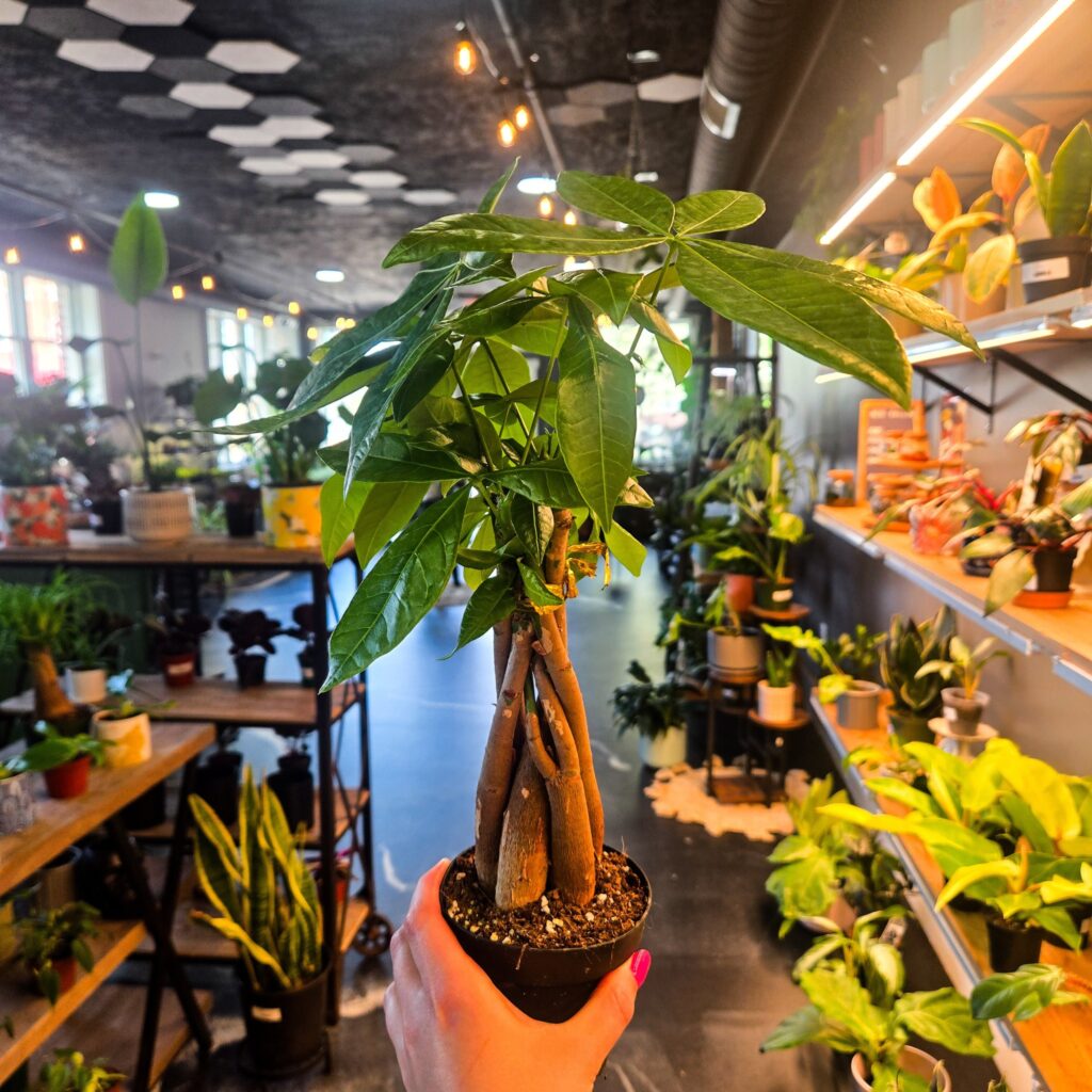 LeClaire Plant Co.