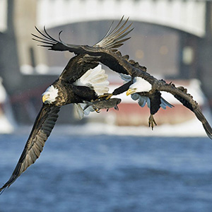 Eagle Fest Photo - eagles
